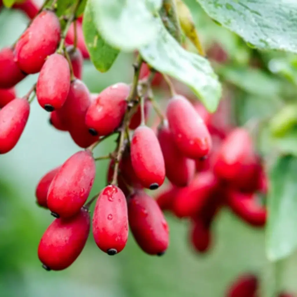 Burned Berberine for Skin Tightening and Anti-Aging